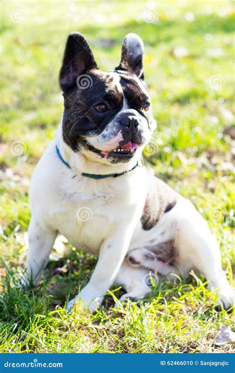 Smiling French Bulldog Enjoying Stock Photo - Image of canine, field: 62466010