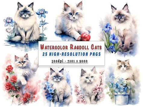 Watercolor Ragdoll Cat Clipart Graphic By Funnyfaunaprints