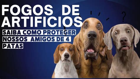 FOGOS DE ARTIFICIOS SAIBA COMO PROTEGER NOSSOS AMIGOS DE 4 PATAS