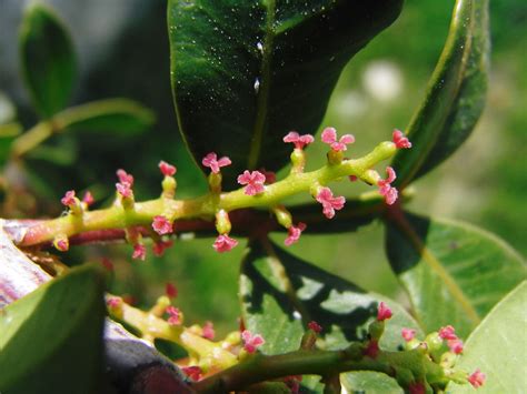 Pistacia Lentiscus L Plants Of The World Online Kew Science