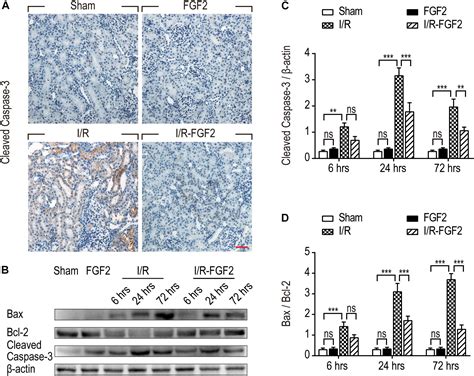 Frontiers Fibroblast Growth Factor 2 Attenuates Renal Ischemia