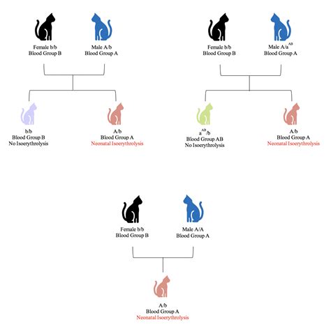 Cat Genetic Profile Feline Blood Groups Laboratoire De Génétique