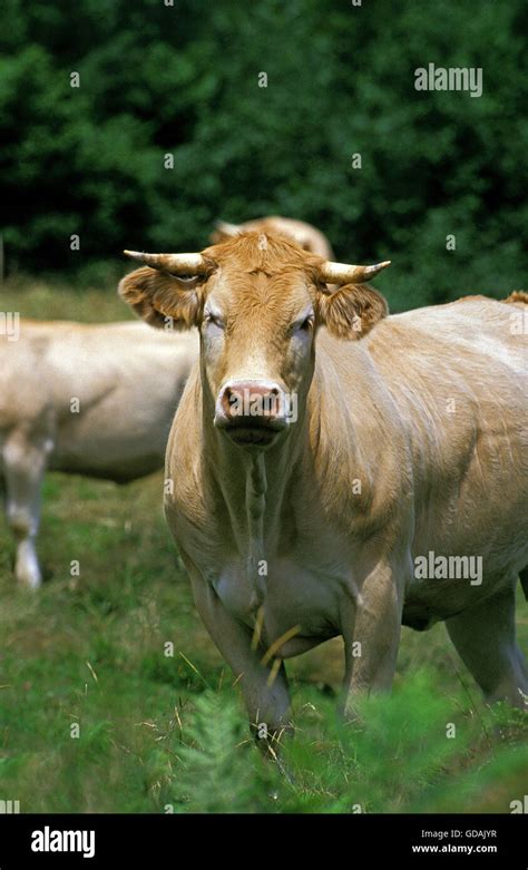 FRENCH CATTLE CALLED BLONDE D AQUITAINE Stock Photo Alamy