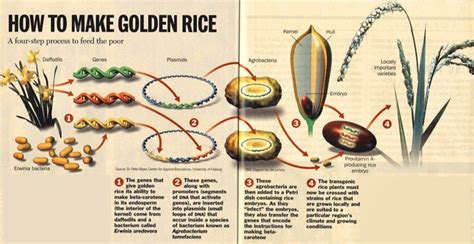 The Gmo Foods Controversy What It Is And Why Its Wrong