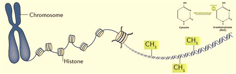 So S Nh Tr Ng Th I Methyl Ho Dna C A C C Gen In D U B M Trong Nhau