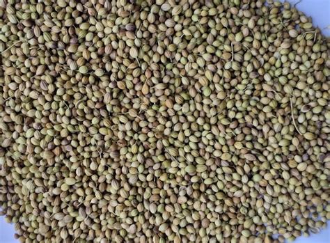 Dried Green Organic Whole Coriander Seeds At Rs Kg In Gondal Id