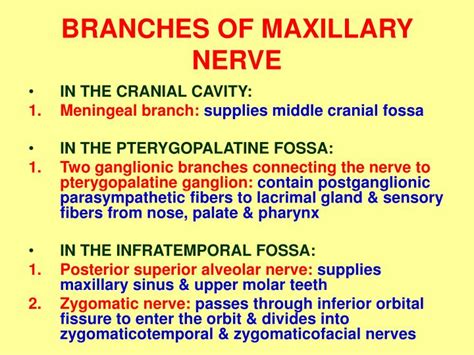 PPT - INFRATEMPORAL FOSSA II: MAXILLARY NERVE & VESSELS PowerPoint ...