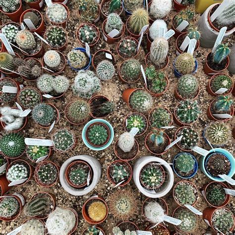 Succulents Vs Cacti— Whats The Difference Succulent City Succulents Cactus Types Zebra Plant