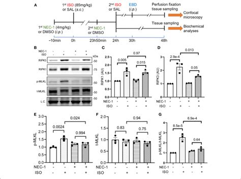 Ripk1 Kinase Activity Is Required For The Isoproterenol Iso