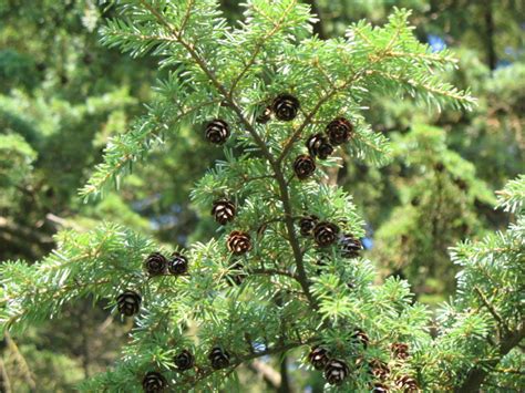 The World´s Tree Species: Western hemlock tree