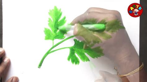 Parsley Drawing