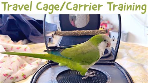 How To Train Your Bird To Use A Travel Cagecarrier Youtube