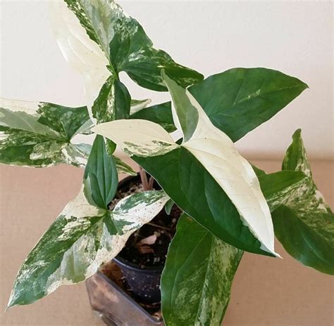 Syngonium Albo Variegated Aroid Nursery