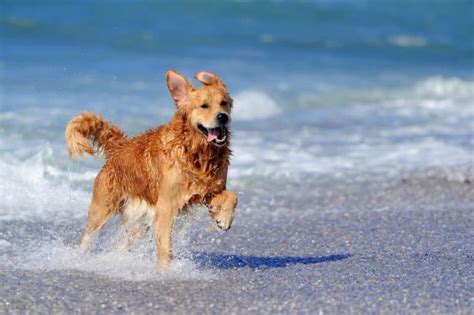 Seriöse Golden Retriever Züchter Welpen in Sachsen Hunde2 de