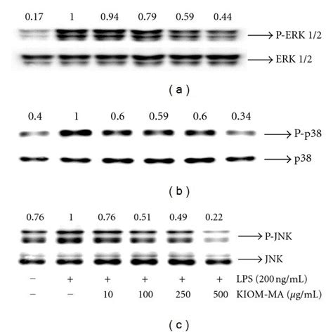 Effect Of Kiom Ma On The Phosphorylation Of Mapks In Lps Stimulated Raw