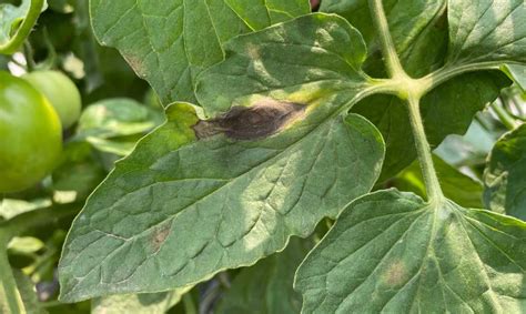 Say Goodbye To Black Spots On Tomato Leaves Natural Solutions