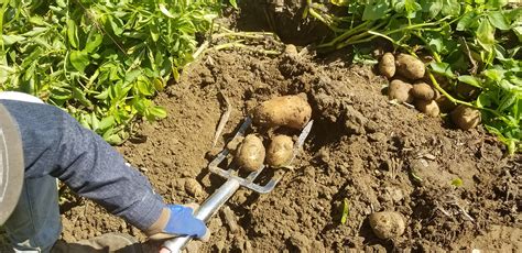 Potato Soil Health College Of Agricultural Sciences