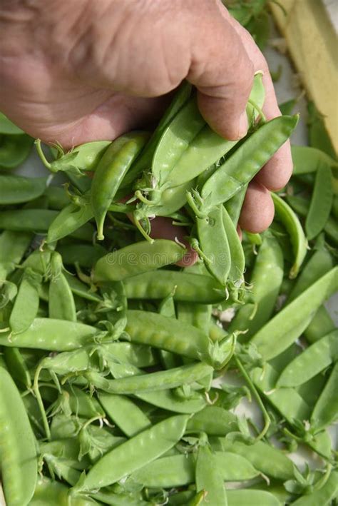 Harvesting Snow peas. stock image. Image of agriculture - 246924727