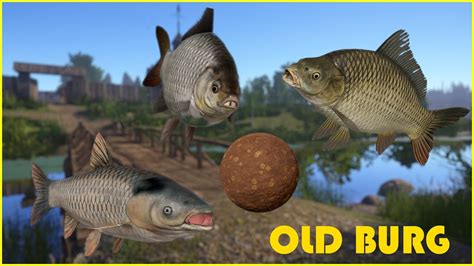 Carp Karp Old Burg No Pva Russian Fishing Rf Spot Mjplay