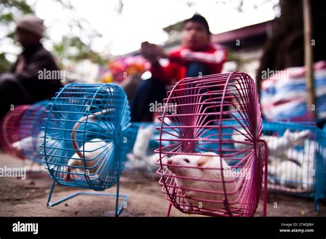 White mice running in their wheel cages Stock Photo - Alamy