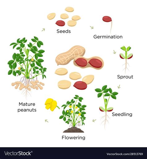 Peanut growth stages vector illustration in flat design. Planting ...