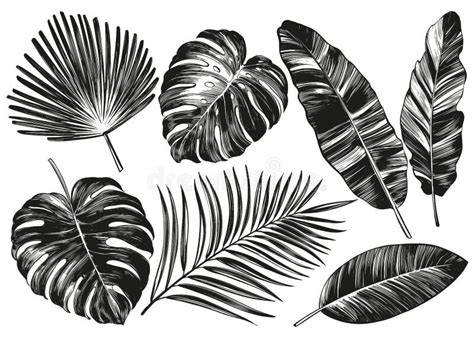 Tropical Leaves Jungle Botanical Floral Elements Palm Leaves Art