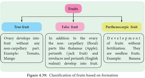 Types of Fruit - Botany