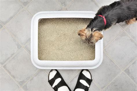 Great Indoor Dog Litter Boxes Options | LoveToKnow Pets