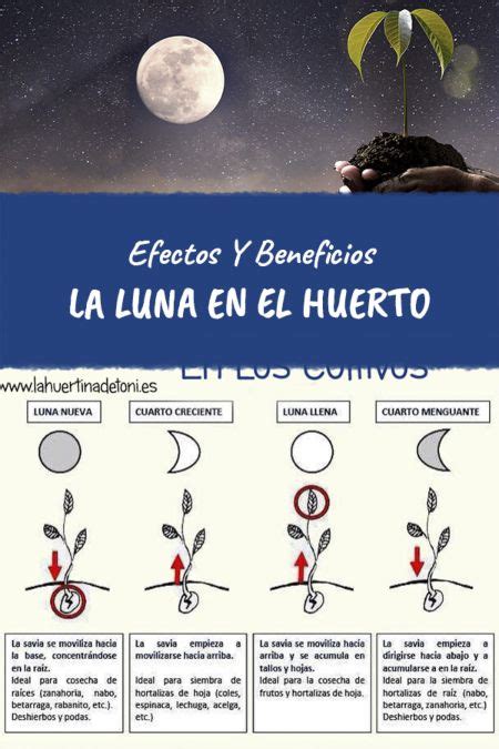 Saqueo Dinamarca Eliminar En Que Luna Se Siembran Las Judias Verdes