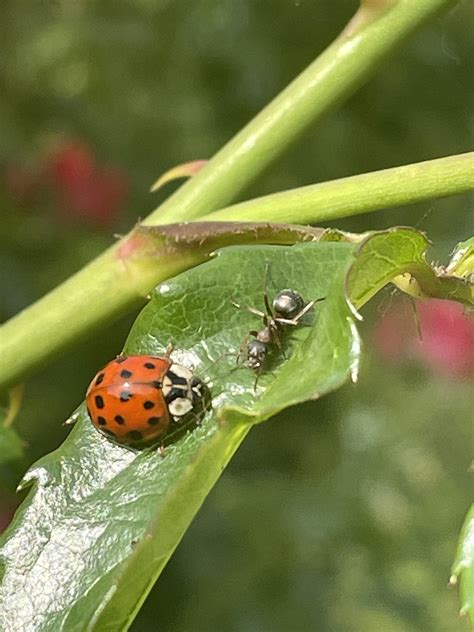 Insecte Porte Bonheur Coccinelle Photo Gratuite Sur Pixabay Pixabay