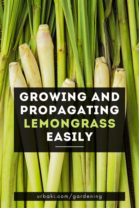 Growing And Propagating Lemonglass Easily Grow Lemongrass Lemon