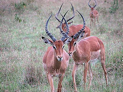 Nakuru Animaux Lac et parc national de Nakuru Vallée du Rift