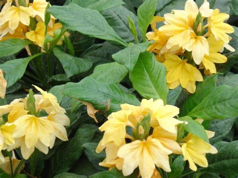 Crossandra Seeds -Tropic Yellow Splash Crossandra - Firecracker Flower- Very Rare Tropical Plant ...