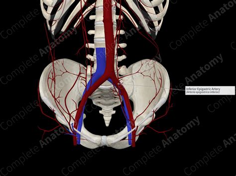 Inferior Epigastric Artery | Complete Anatomy