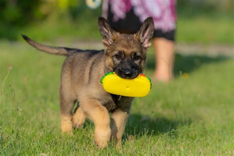 11 Best Sable German Shepherd Breeders In The US