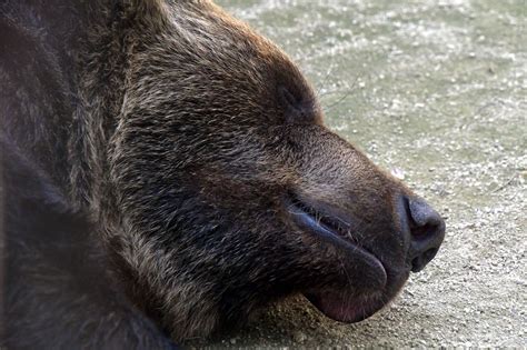 O Que Os Ursos Comem Curiosidades E Alimenta O Por Tipo De Urso