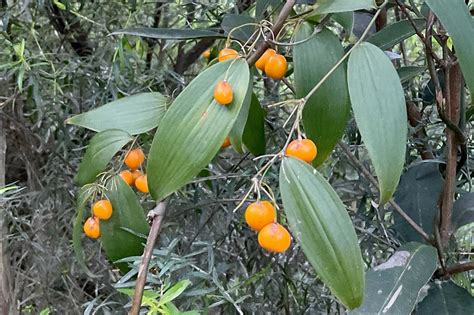 Wombat Berry From Jarrahmond Vic Australia On September