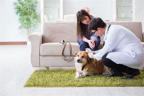 Fondo Médico Veterinario Visitando A Un Perro Golden Retriever En Casa