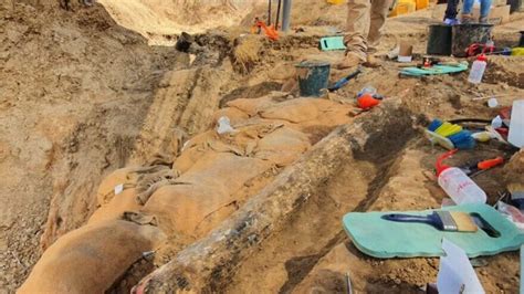 Ancient giant elephant tusk discovered in Israel - JNS.org