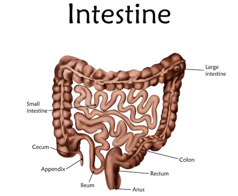 Labeled Diagram Of Large Intestine