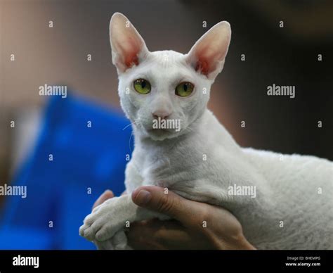 Pedigree Hairless Cat White Cornish Rex The Cornish Rex Has No Hair