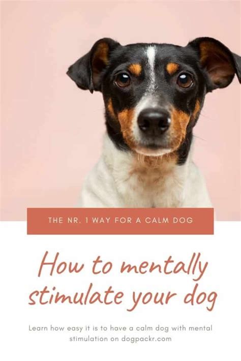 How To Mentally Stimulate Your Dog Dogpackr