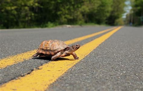 Turtles Crossing: Look Out for Egg-Bearing Turtles in the Road | New ...