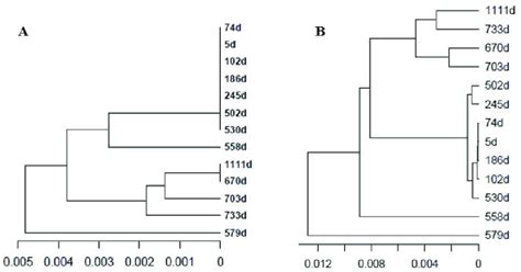 Upgma Tree Of The Master Haplotypes Based On Raw Nucleotide Distances