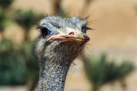 African Ostrich Portrait Of The Largest Flightless Keelless Ostrich