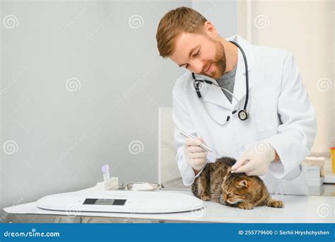 Cat Visiting Vet For Regular Checkup Stock Photo Image Of Nurse