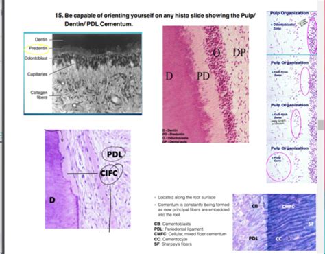 Dentin Cementum Enamel Composition Flashcards Quizlet