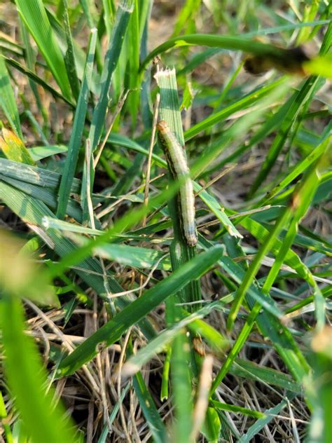 Dealing With Armyworm Infestation Identification Treatment And