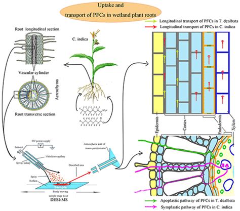 Uptake And Translocation Of Perfluorooctanoic Acid Pfoa And