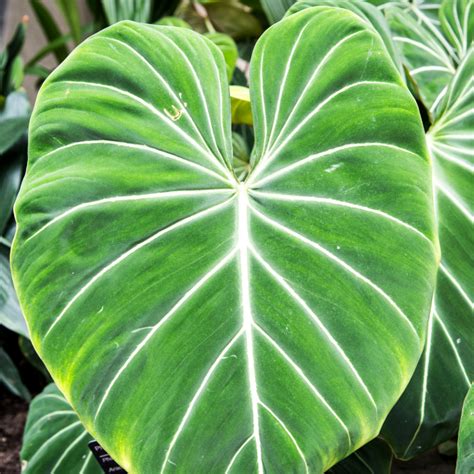 How To Grow And Care For Alocasia Plant Indoor Indoor Gardening